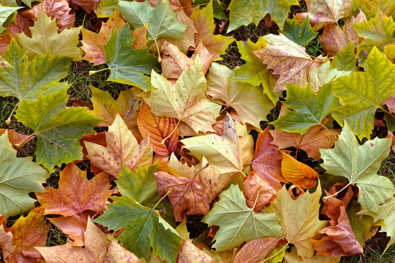 Autumn leaves 2