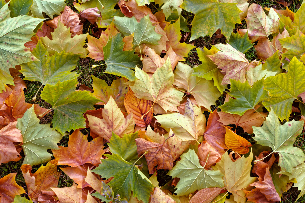 Autumn leaves 3