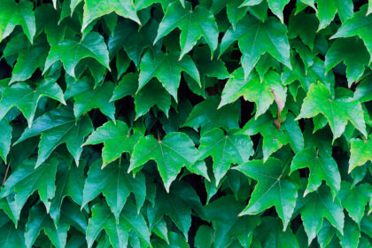 Hedge leaves 1