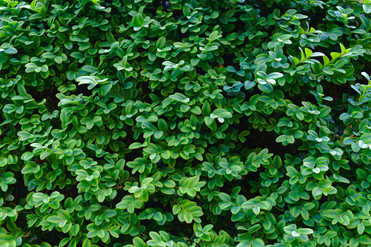 Hedge leaves