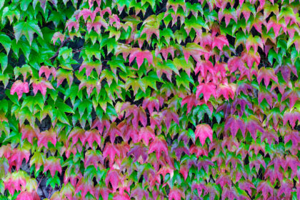 Hedge leaves 3